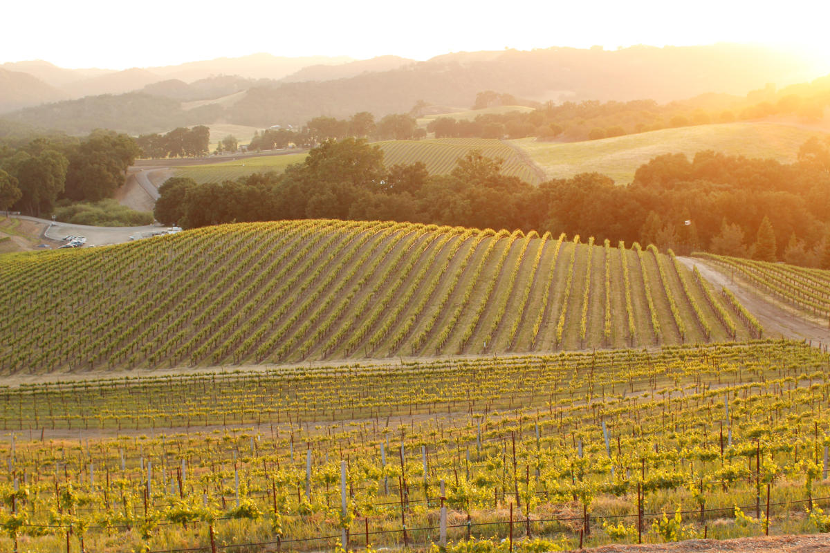 Vineyard sunset in Paso Robles