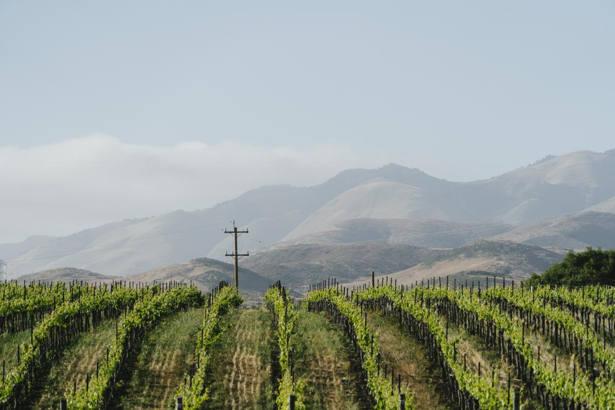 Vineyards at a SLO CAL Winery