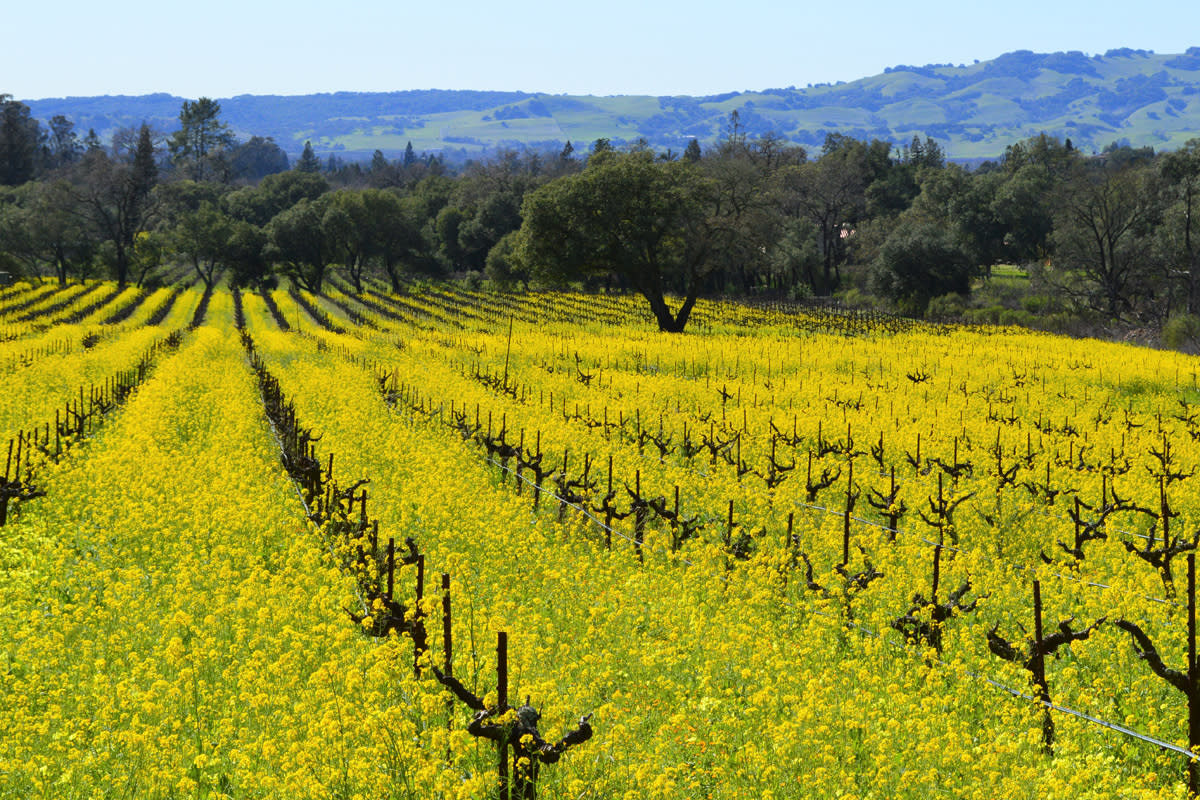 Yellow mustard fields among dormant vines under a blue sky at Bartholomew Estate Winery in Sonoma California