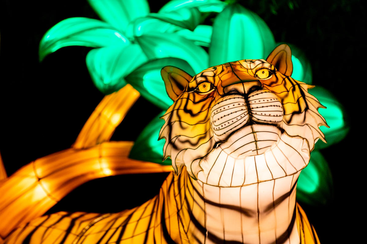 Zoo Luminate Tiger