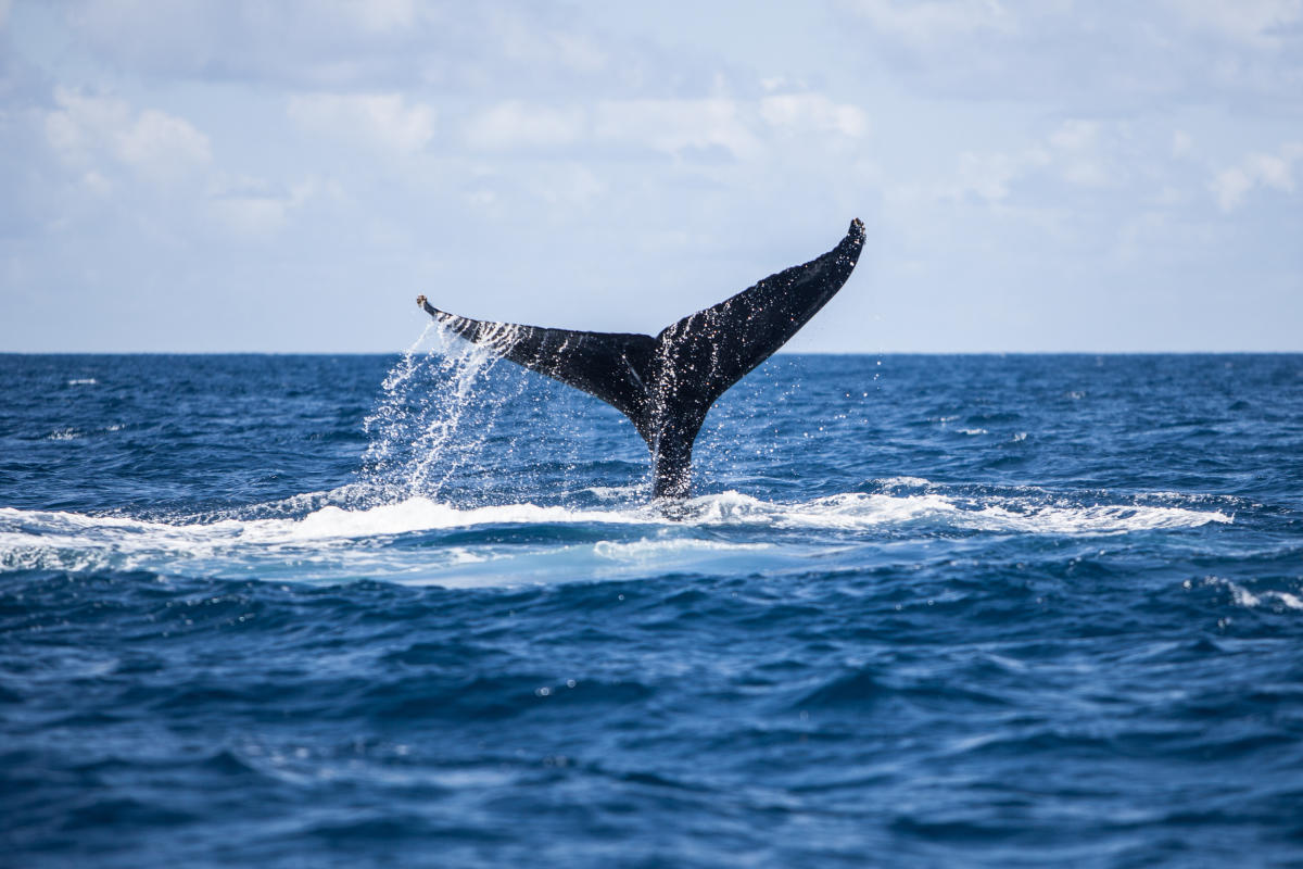 whale watching