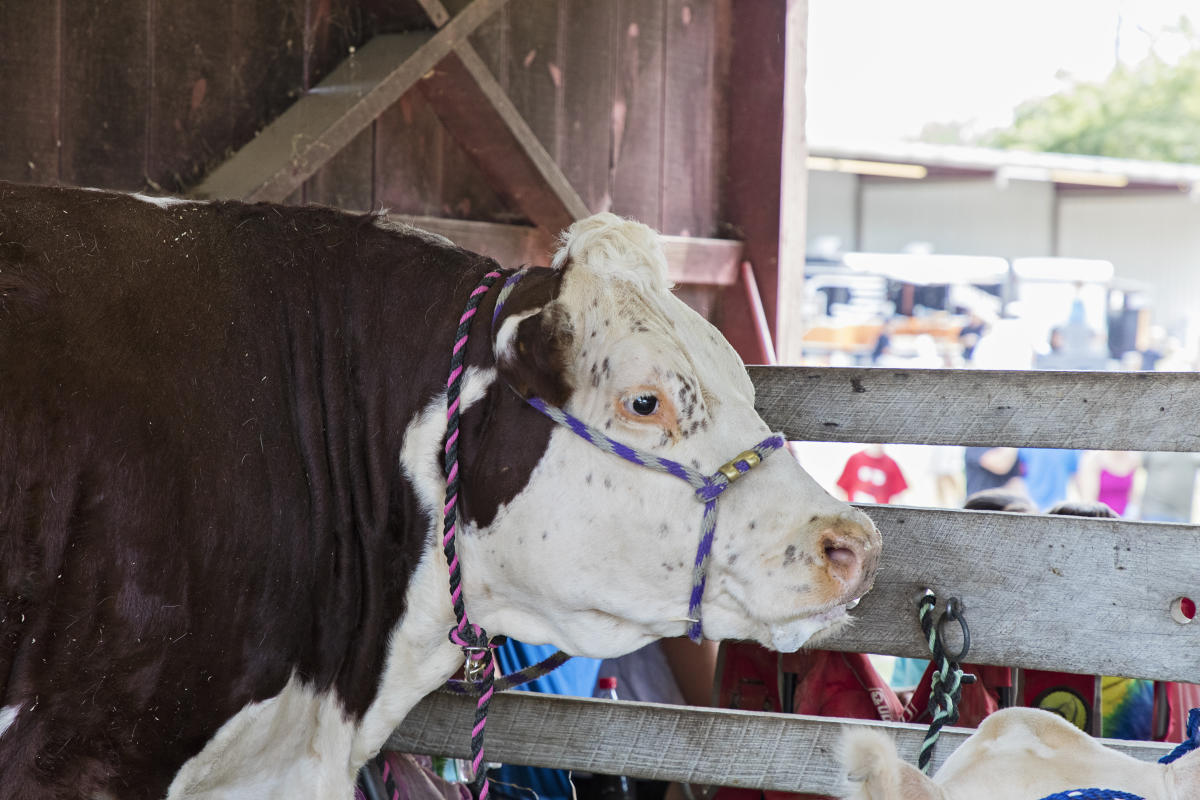 Washington County Fair