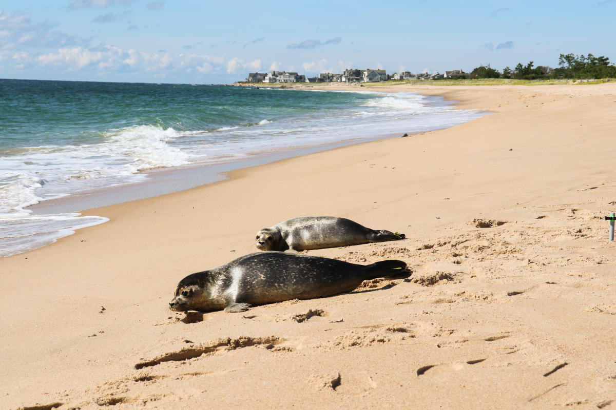 two-seals-charlestown-blueshutters