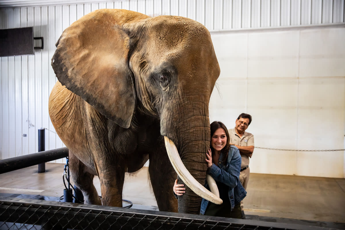 Woman posing with elephant at Wilstem Wildlife Park