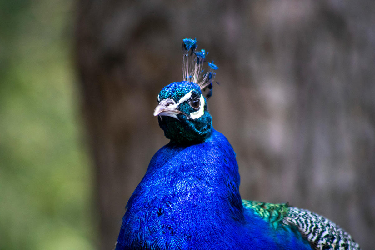Sandy Oak Ranch Peacock