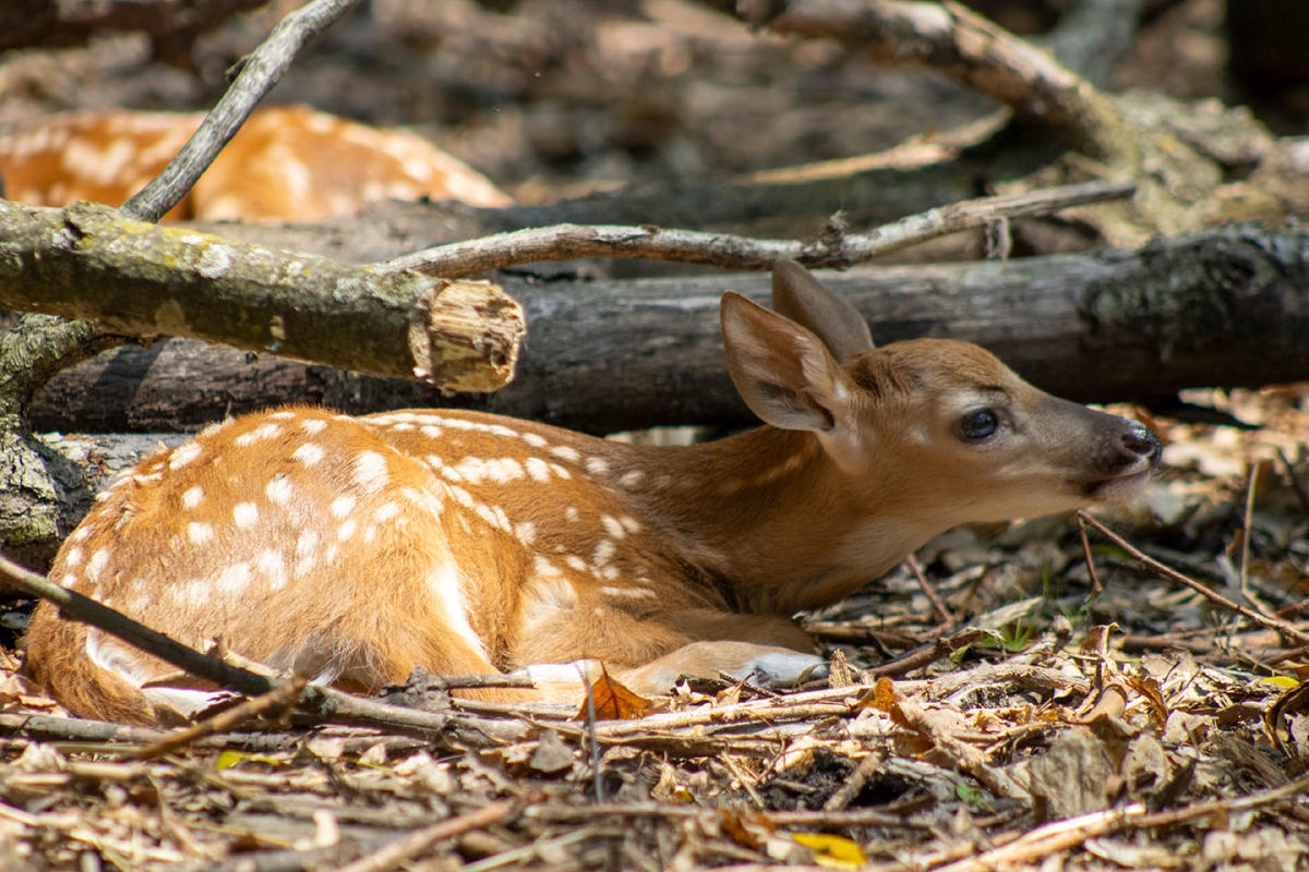 Sandy Oak Ranch Deer