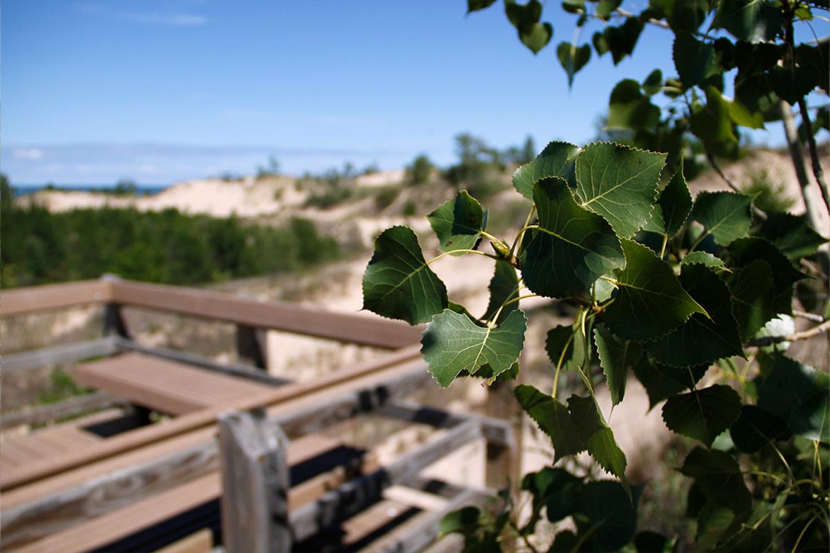 IN Dunes Natl Park photo - Cottonwood leaves along the Dune Succession Trail at West Beach