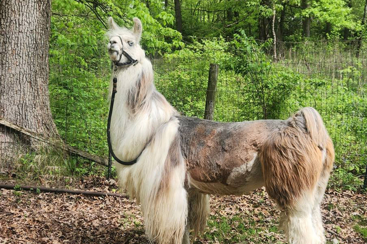 Llamas at Moon-Shine on Coffee Creek