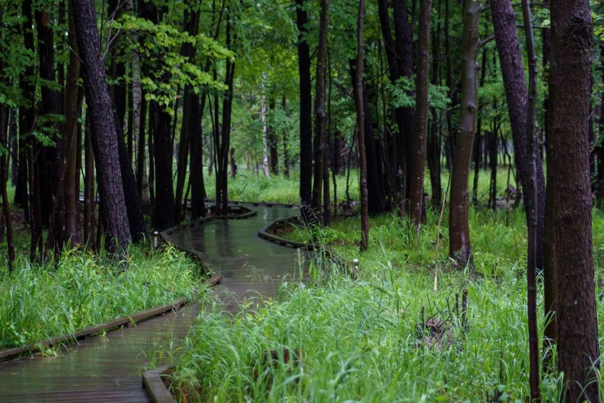 Schmeekle walk in the nature spring