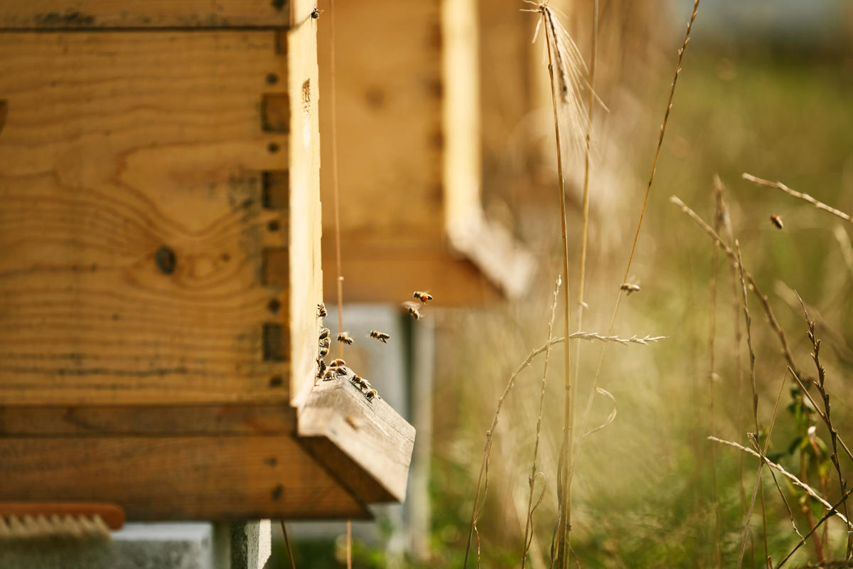 Apiary at Finley Farms in Ozark, Missouri