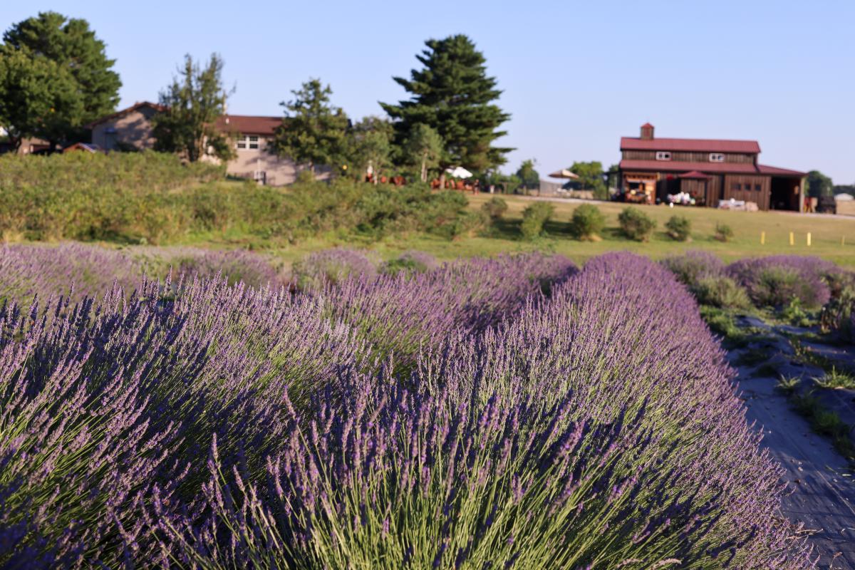 Black & Blueberry Farm Lavender Farm