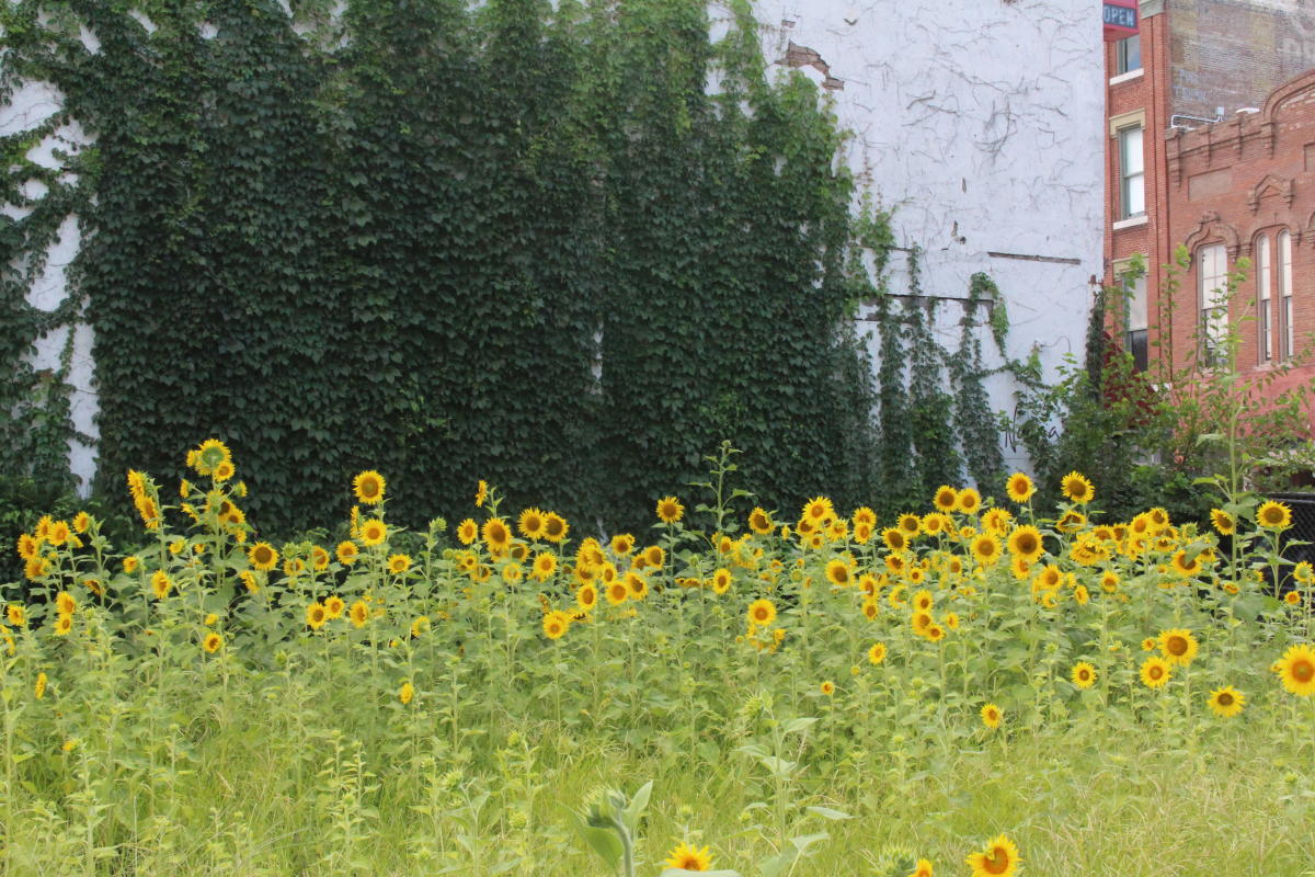 Downtown Springfield Sunflowers 2022