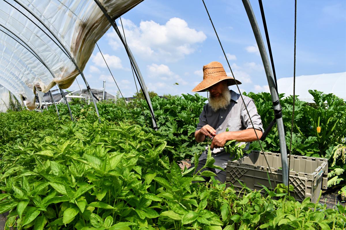 Millsap Farm in Springfield Missouri