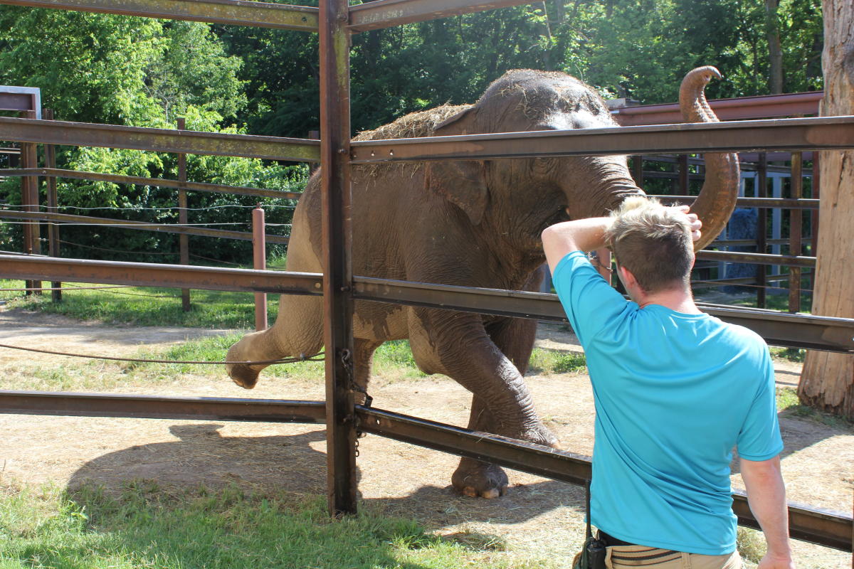 Dickerson Park Zoo Elephant Patience