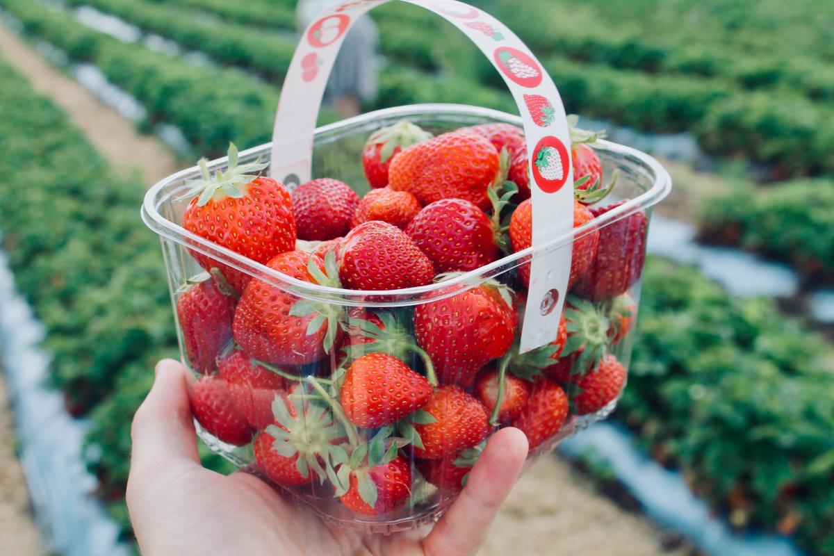 Strawberry farms in Springfield, Missouri
