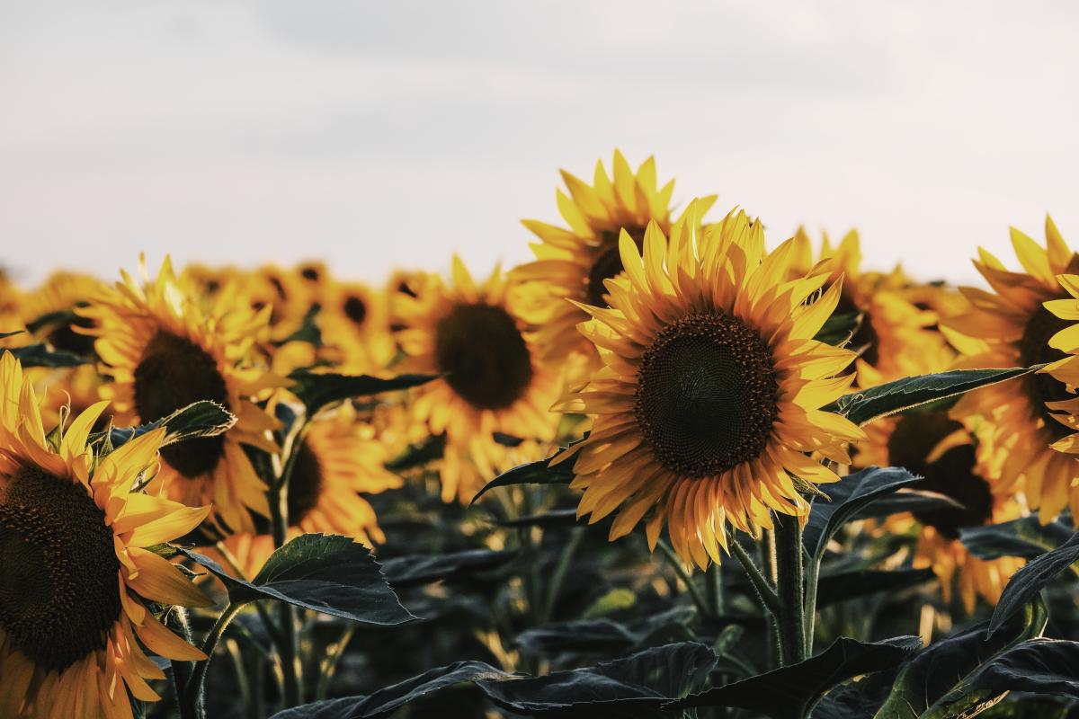 Sunflower fields near Springfield Missouri