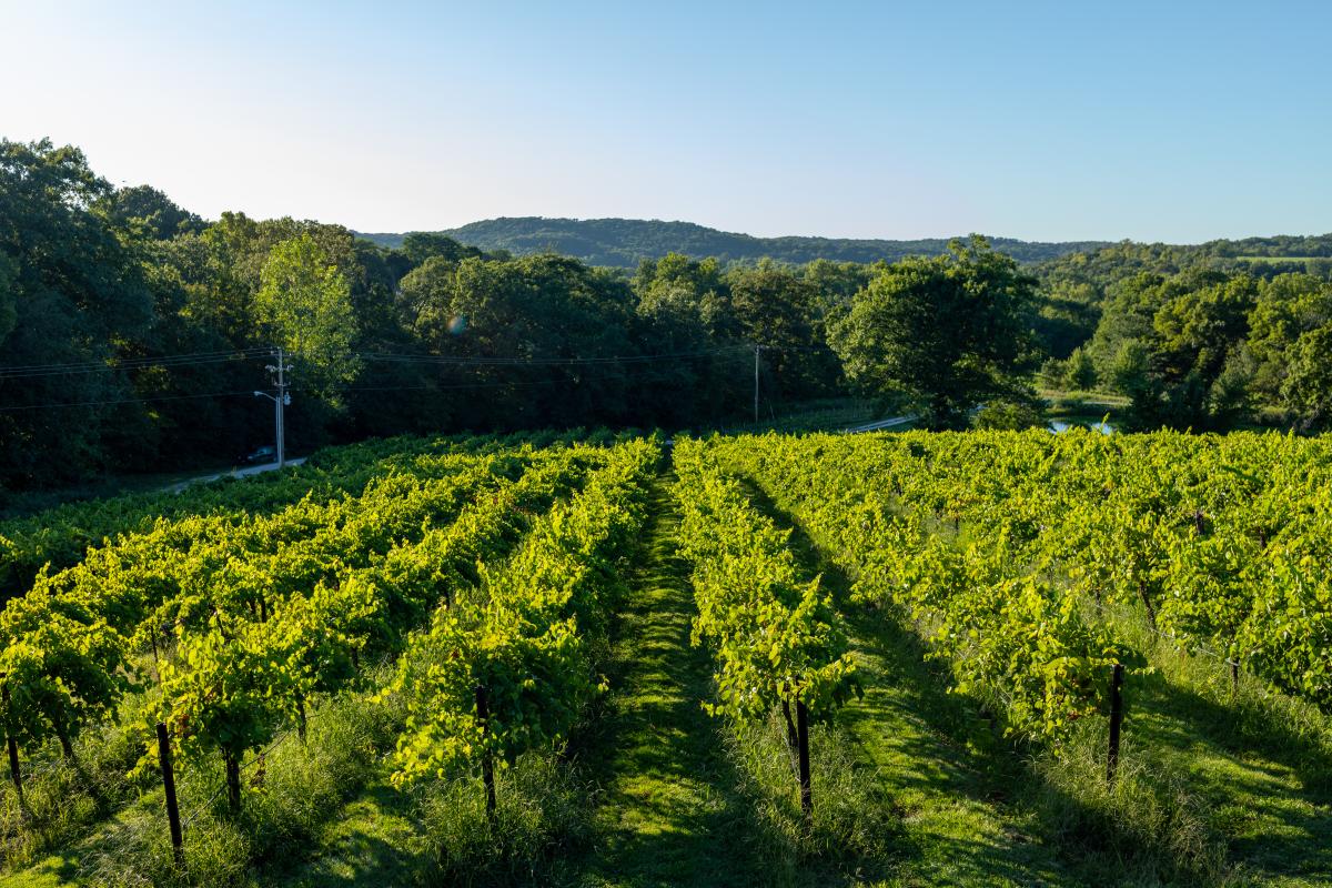 Chandler Hill Vineyards