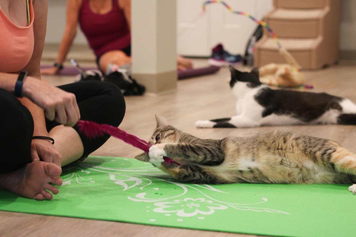 Cat Yoga