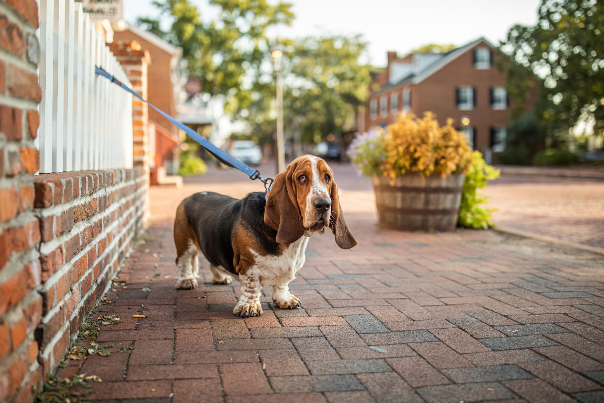 Mac on Main Street