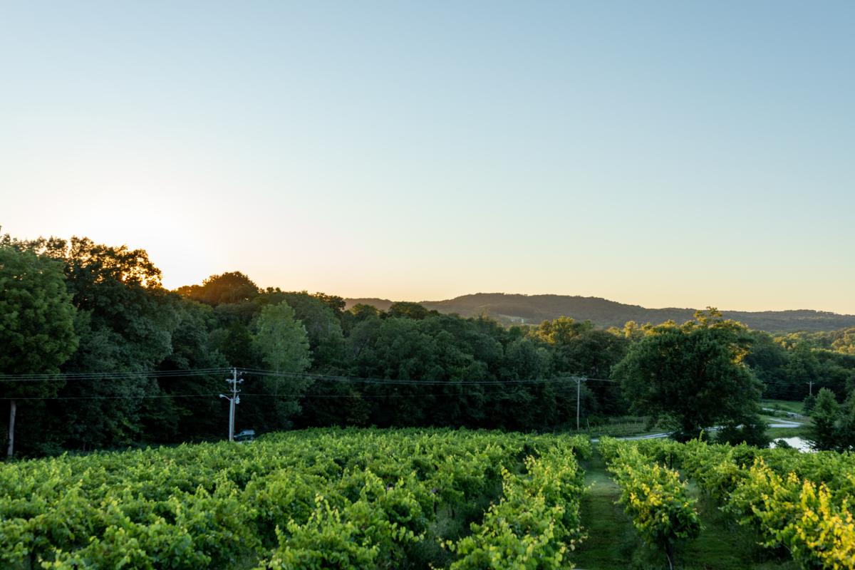 Chandler Hill Vineyards