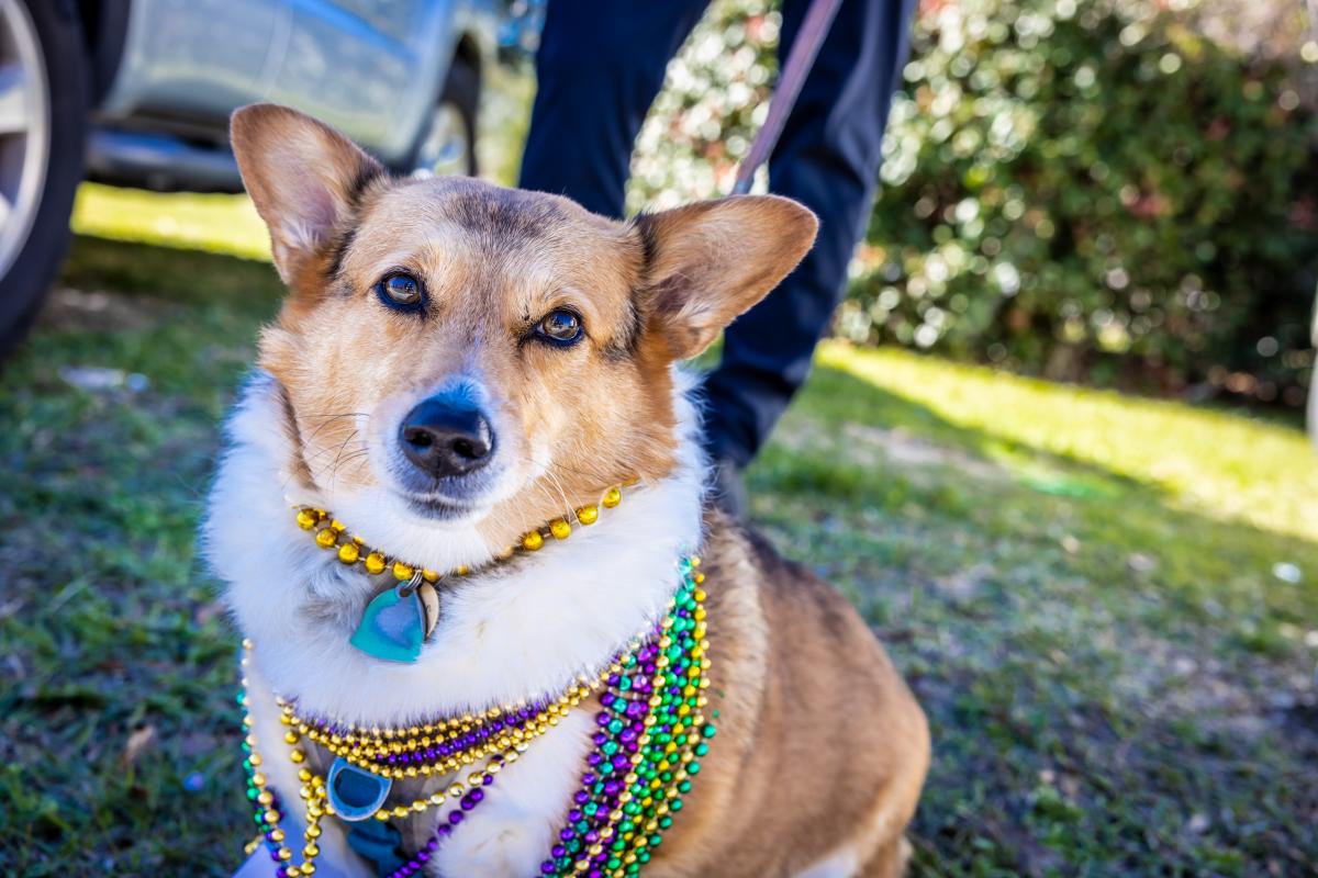Family-friendly parades includes the furry family members, such as the Corgi adorned in beads.