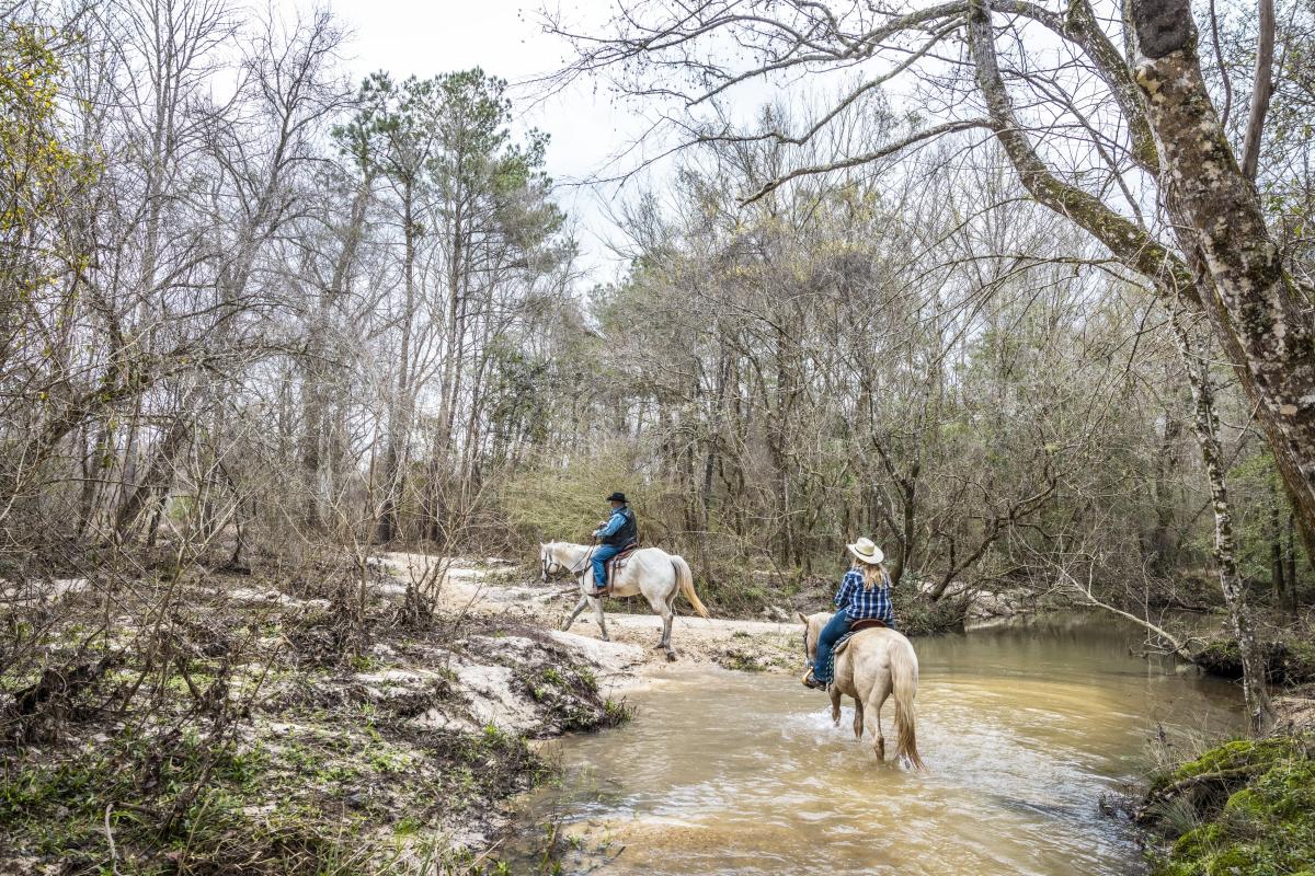 A pair of tan-colored horses and their riders cross a creek in the woods during their ride.