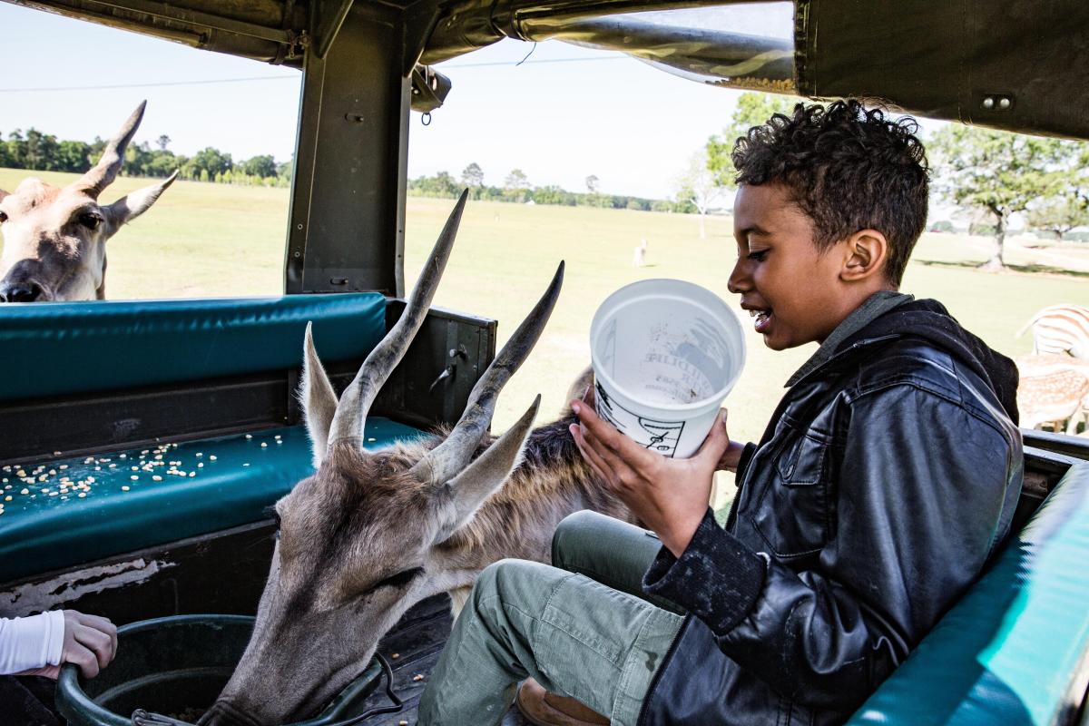 A child feeds antelope from a safari vehicle during a guided wildlife tour, with free-roaming hoofed animals gathered nearby in an open pasture.