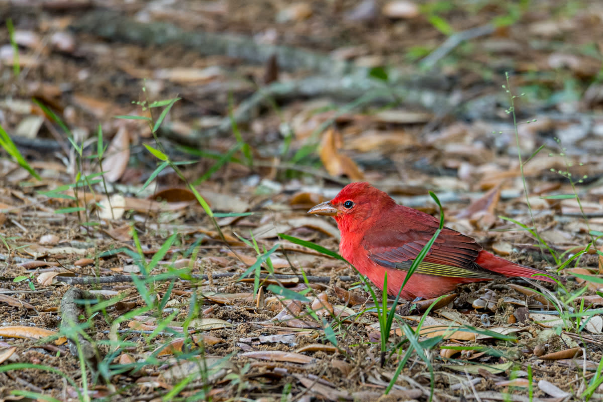 A summer tanager in Big Branch Marsh