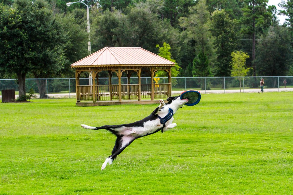 dog leaps to catch a Frisbee at Pelican Park dog park.