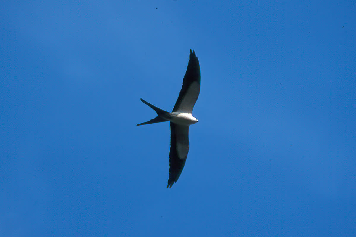 A swallow-tailed kite in Big Branch Marsh National Wildlife Refuge.