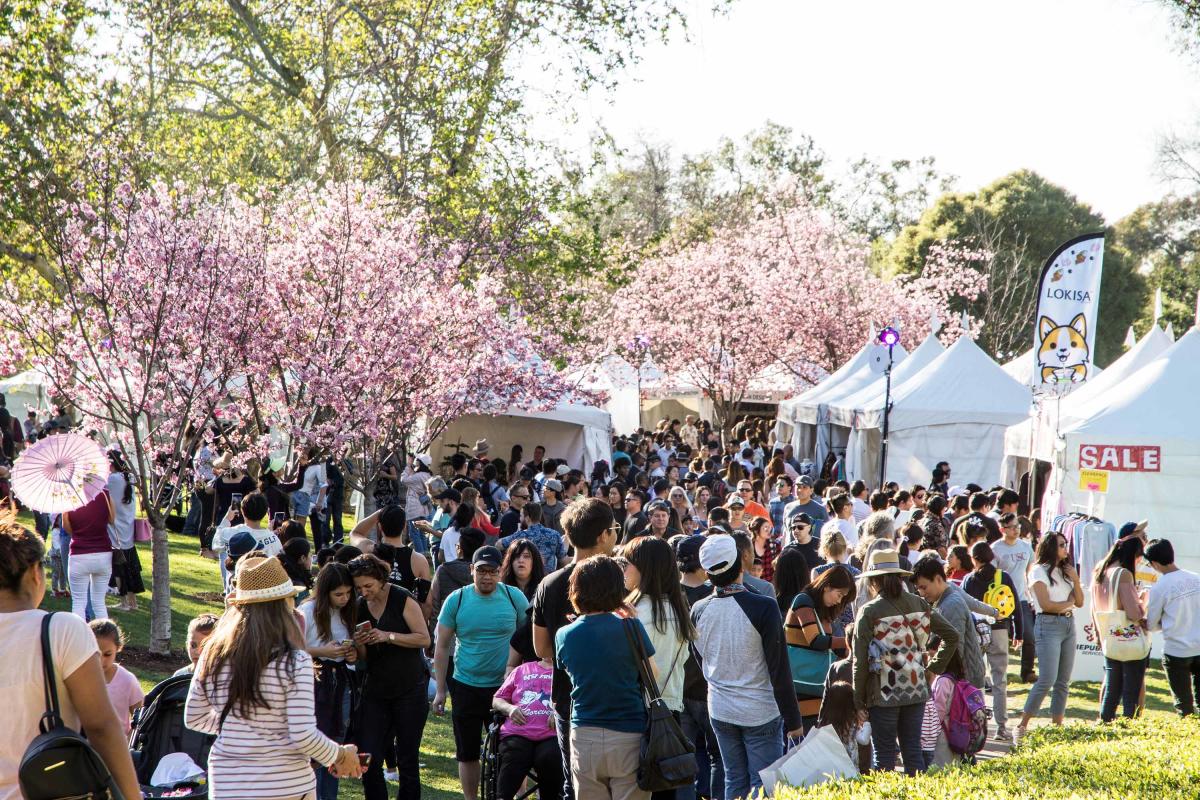 Cherry Blossom Festival