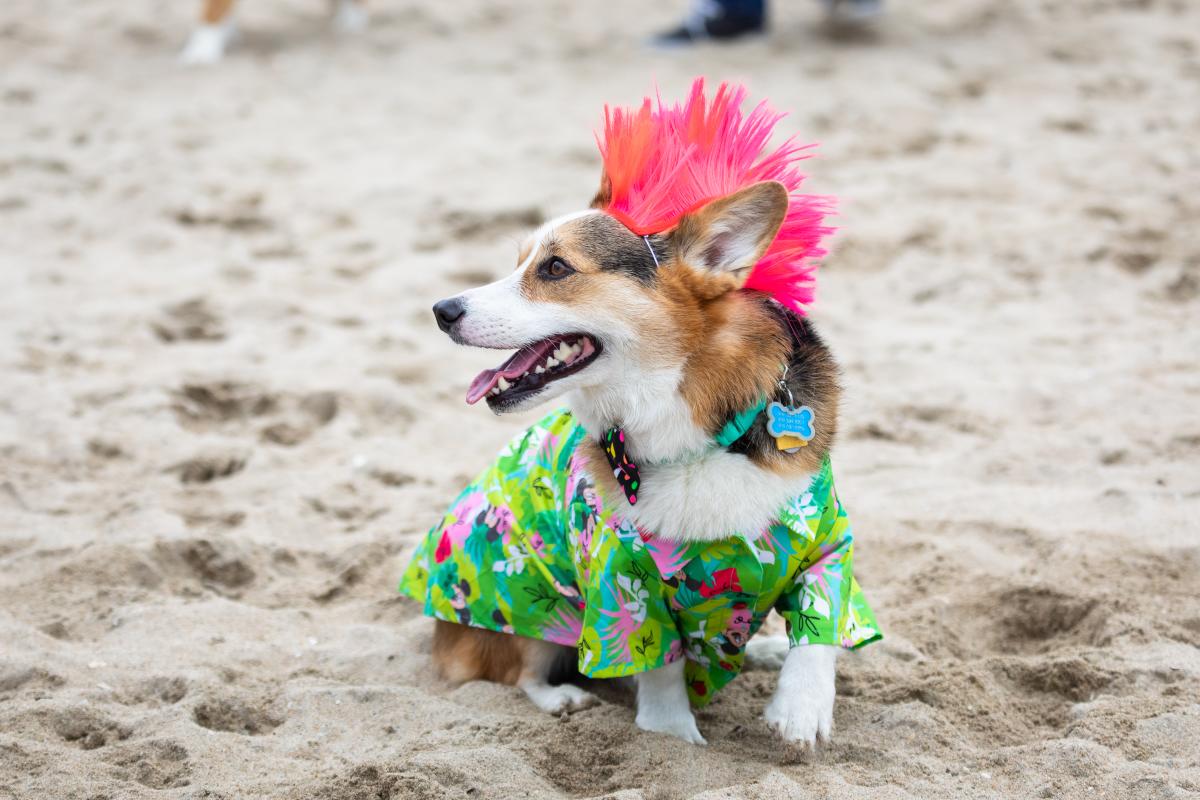 Corgi Beach Day