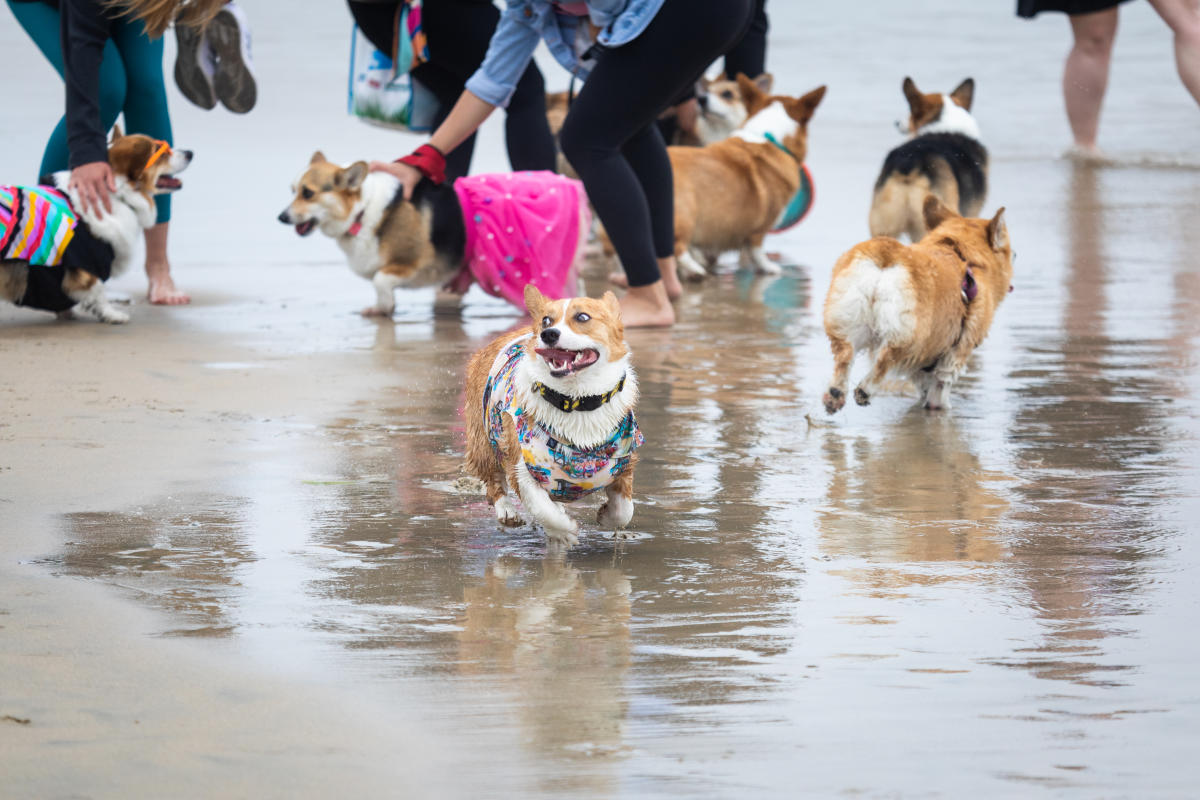 Corgi Beach Day