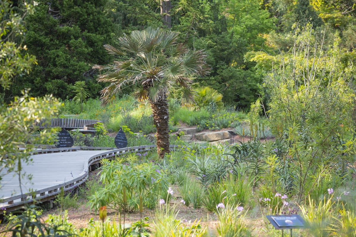 A wooden boardwalk through Sheffield Park Gardens of the Future