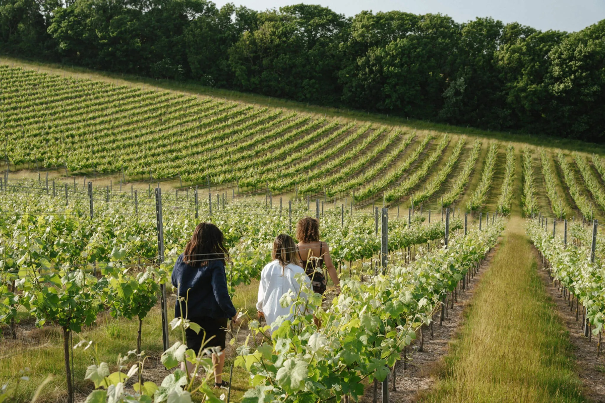 Rathfinny vineyard