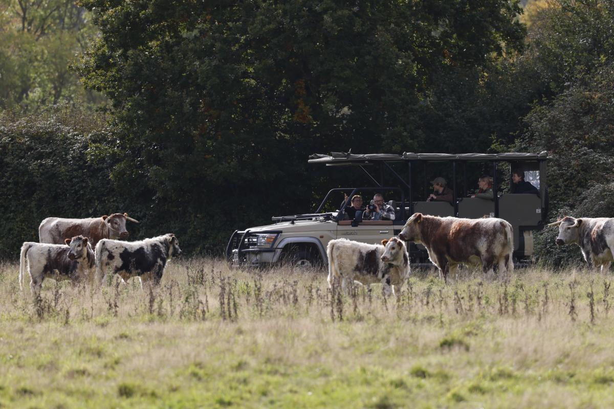Old English Longhorn cattle at Knepp Wildland Safaris in Sussex