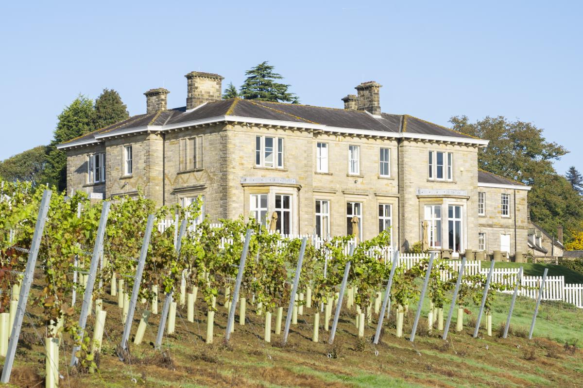 Rows of vines in front of a grand house at Leonardslee Gardens and Vineyard