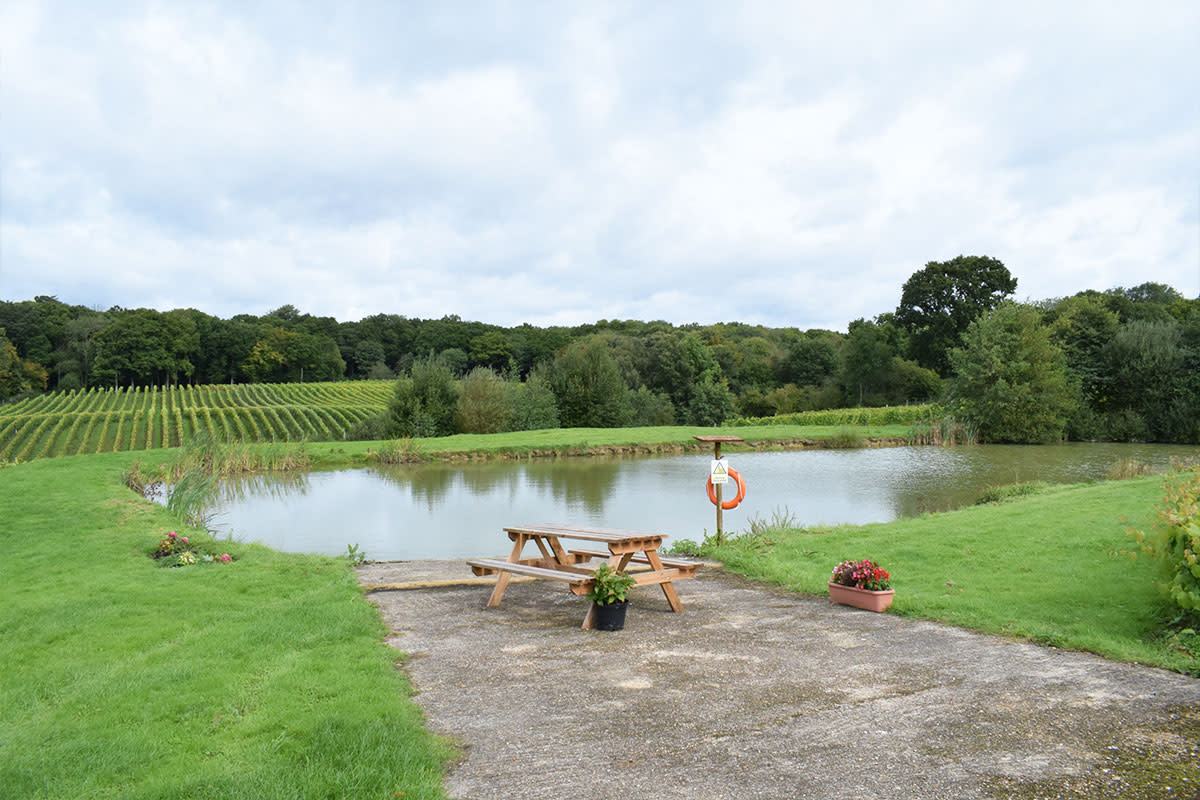 Bluebell Vineyard