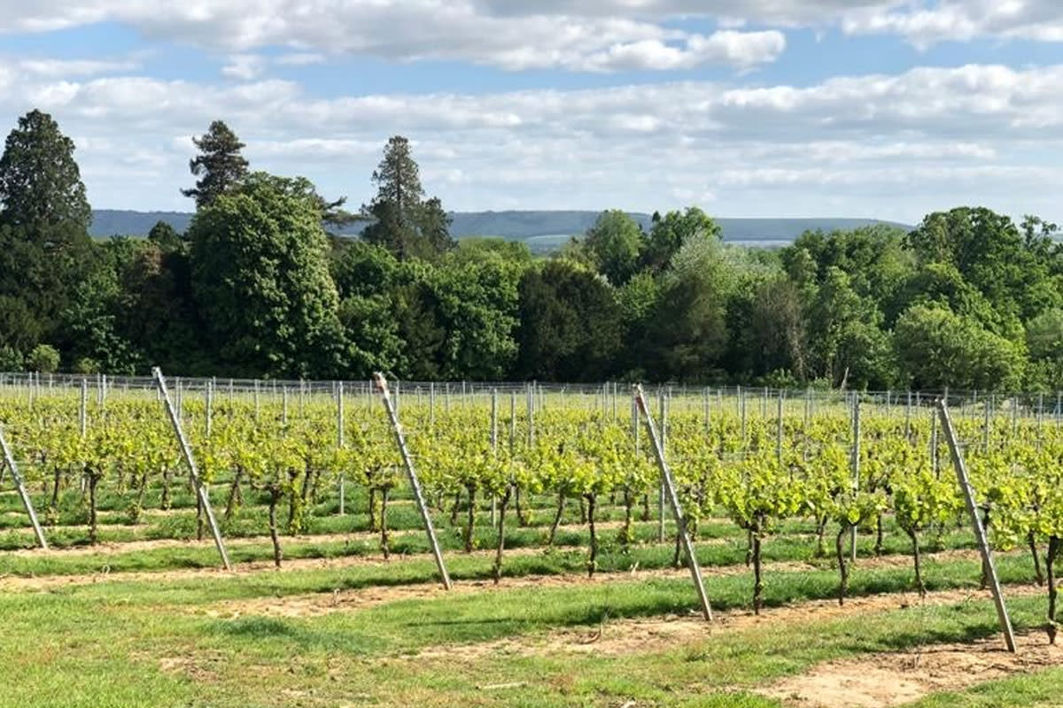 Stopham Vineyard