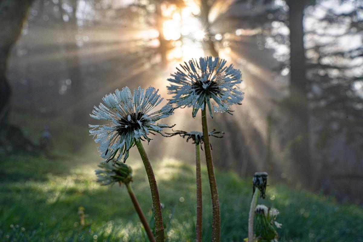 Wildflowers