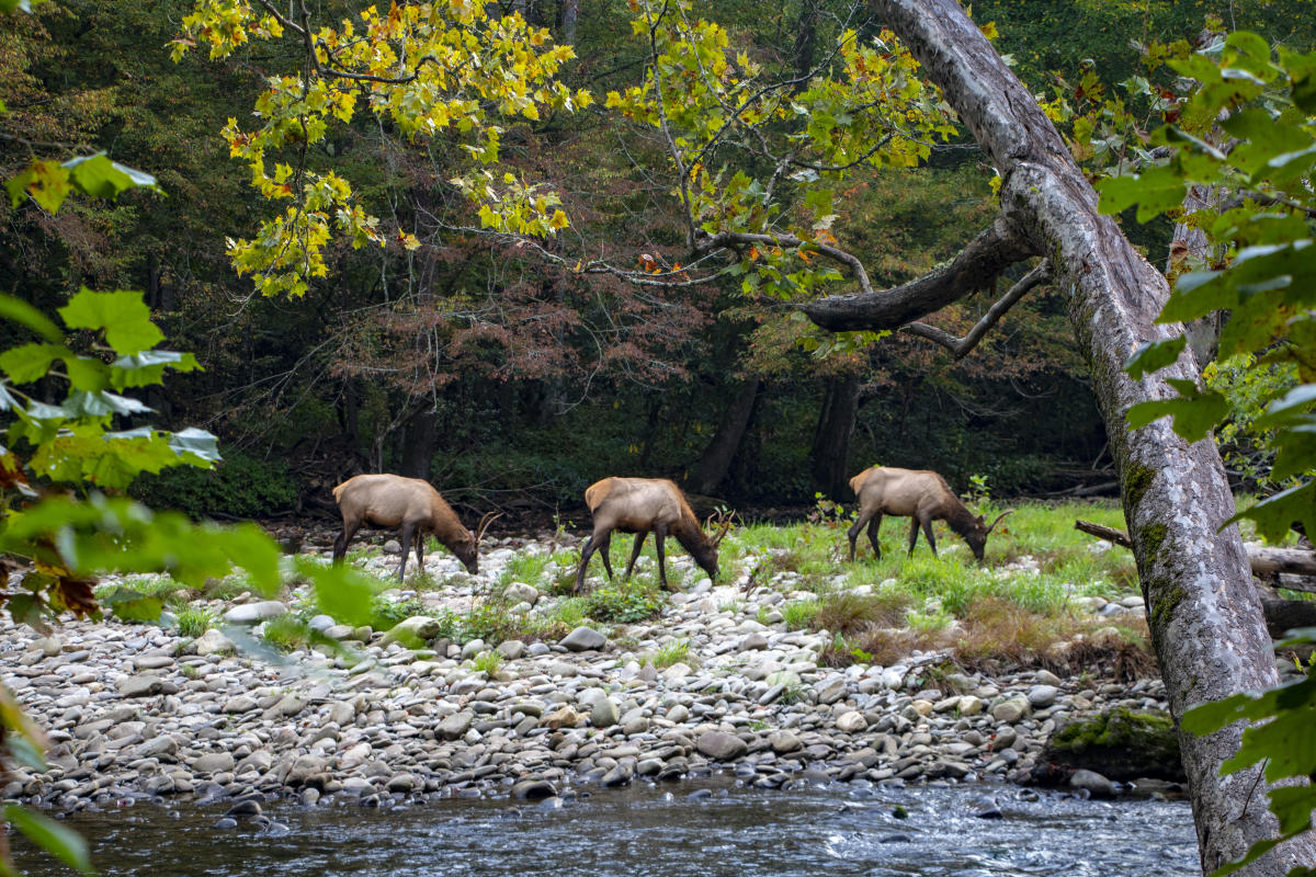 Elk in the Smokies