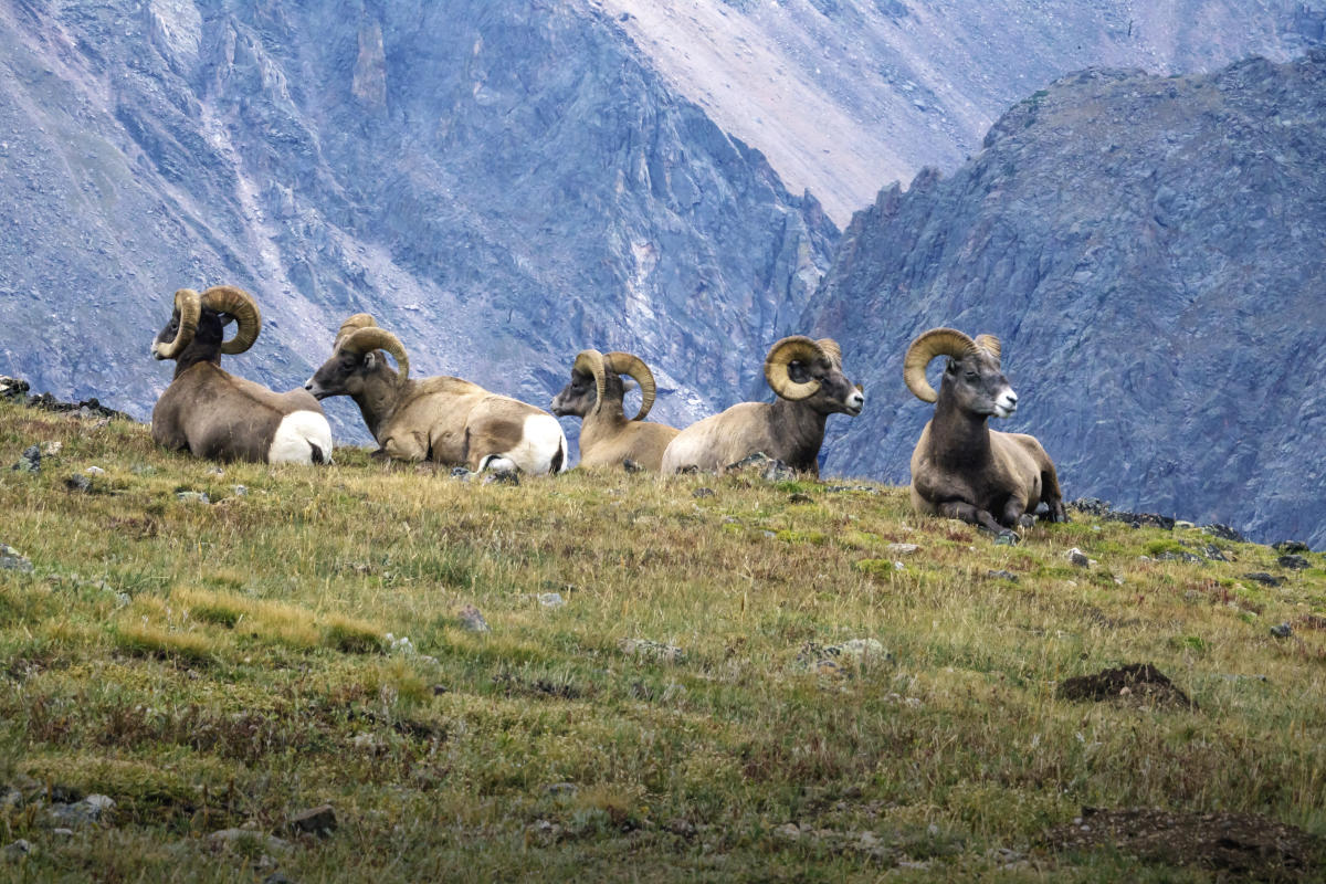 Bighorn rams_Rocky Mountain National Park