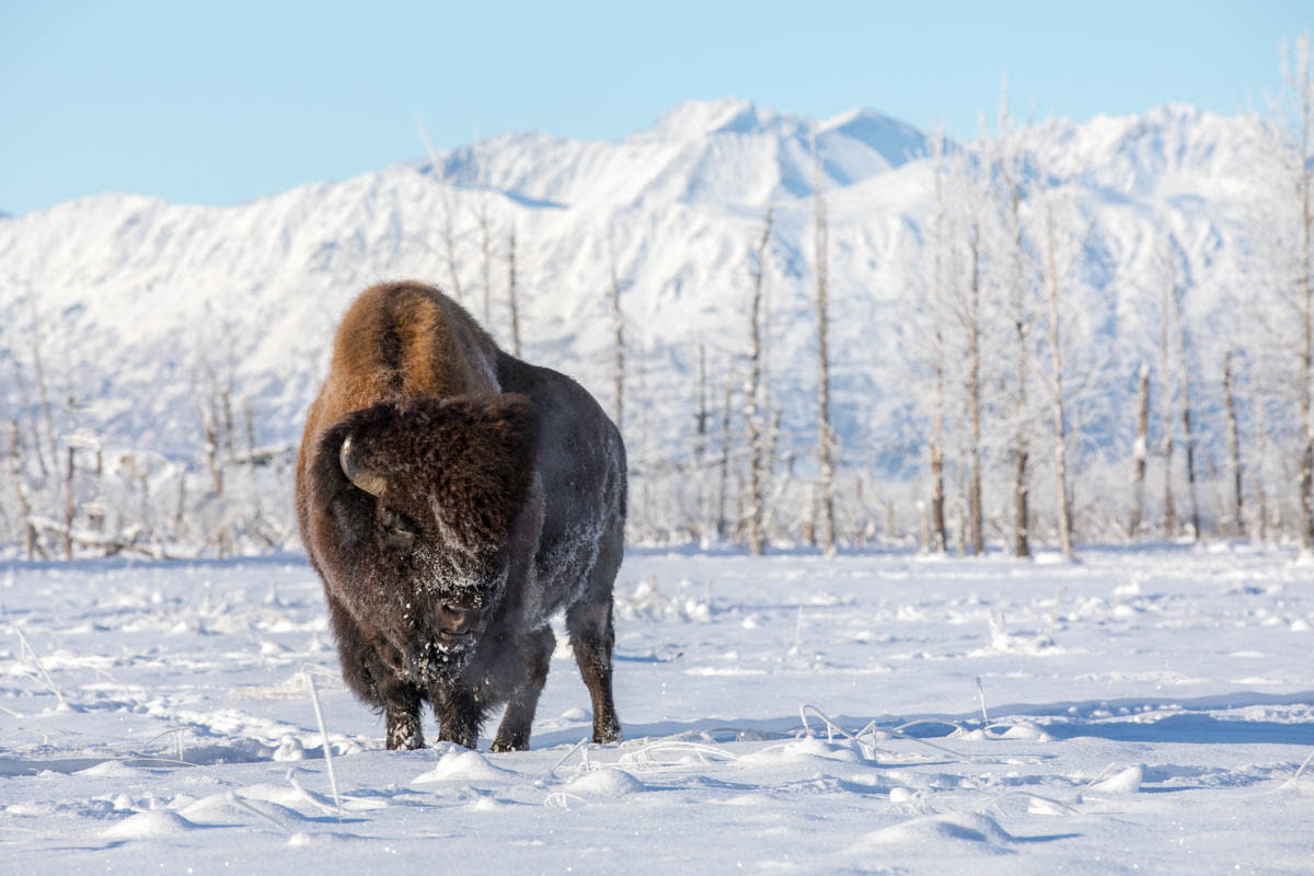 Bison