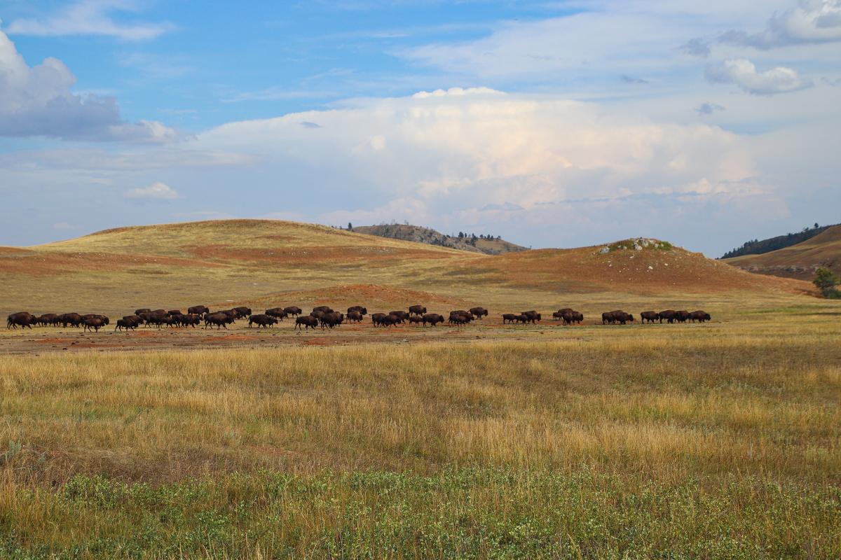 Buffalo herd, Custer State Park