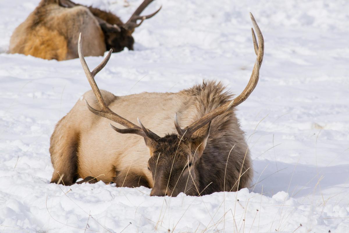 Elk