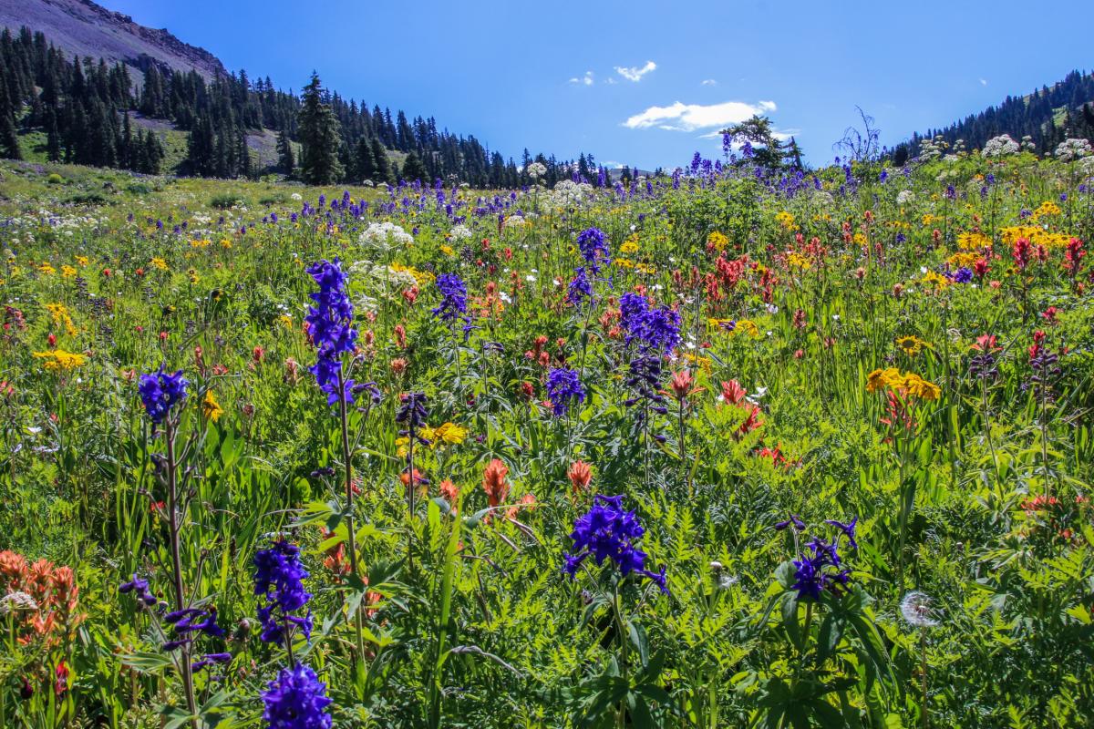 A field of colorful wildflowers in Rocky Mountain National Park, Colorado