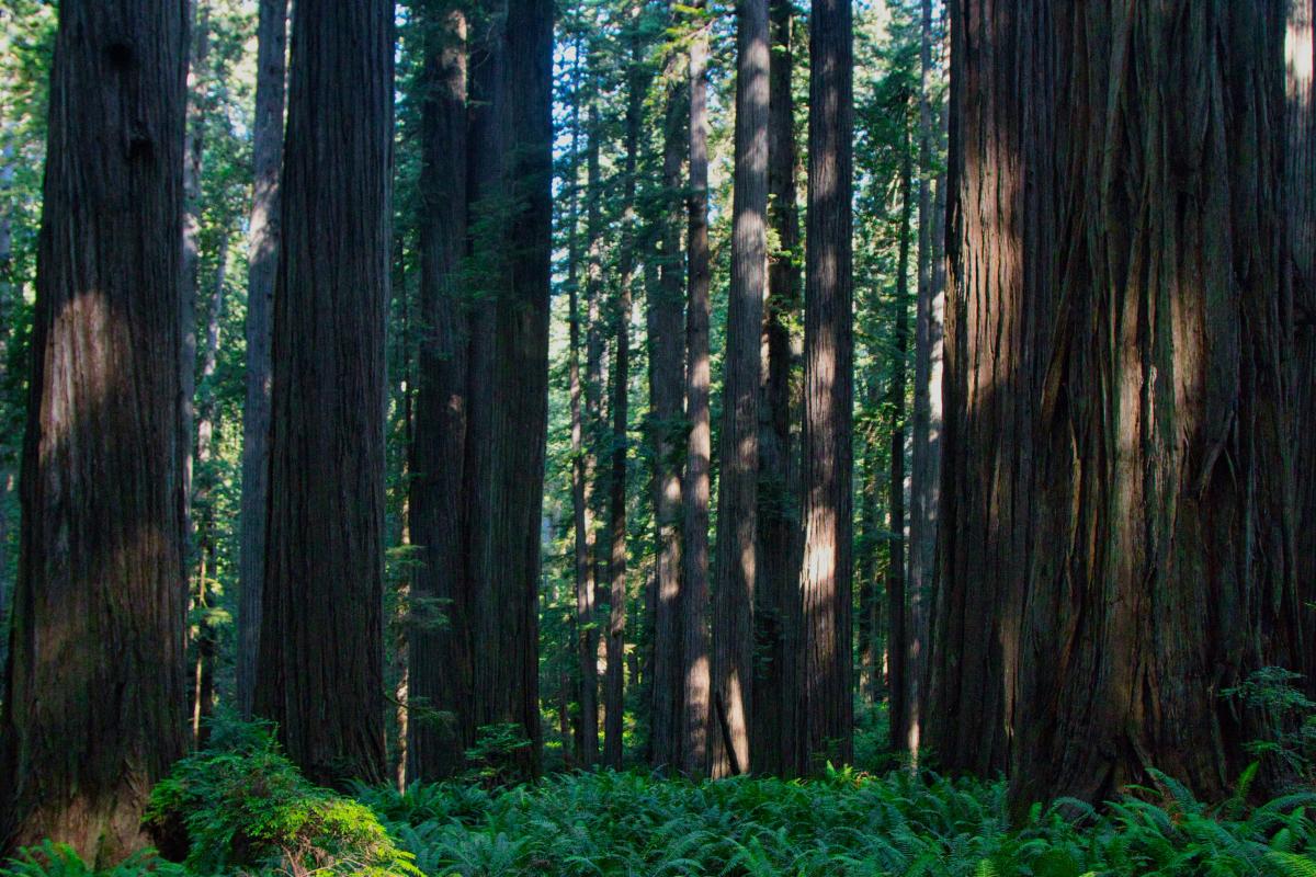 Jedediah Smith Redwood Grove