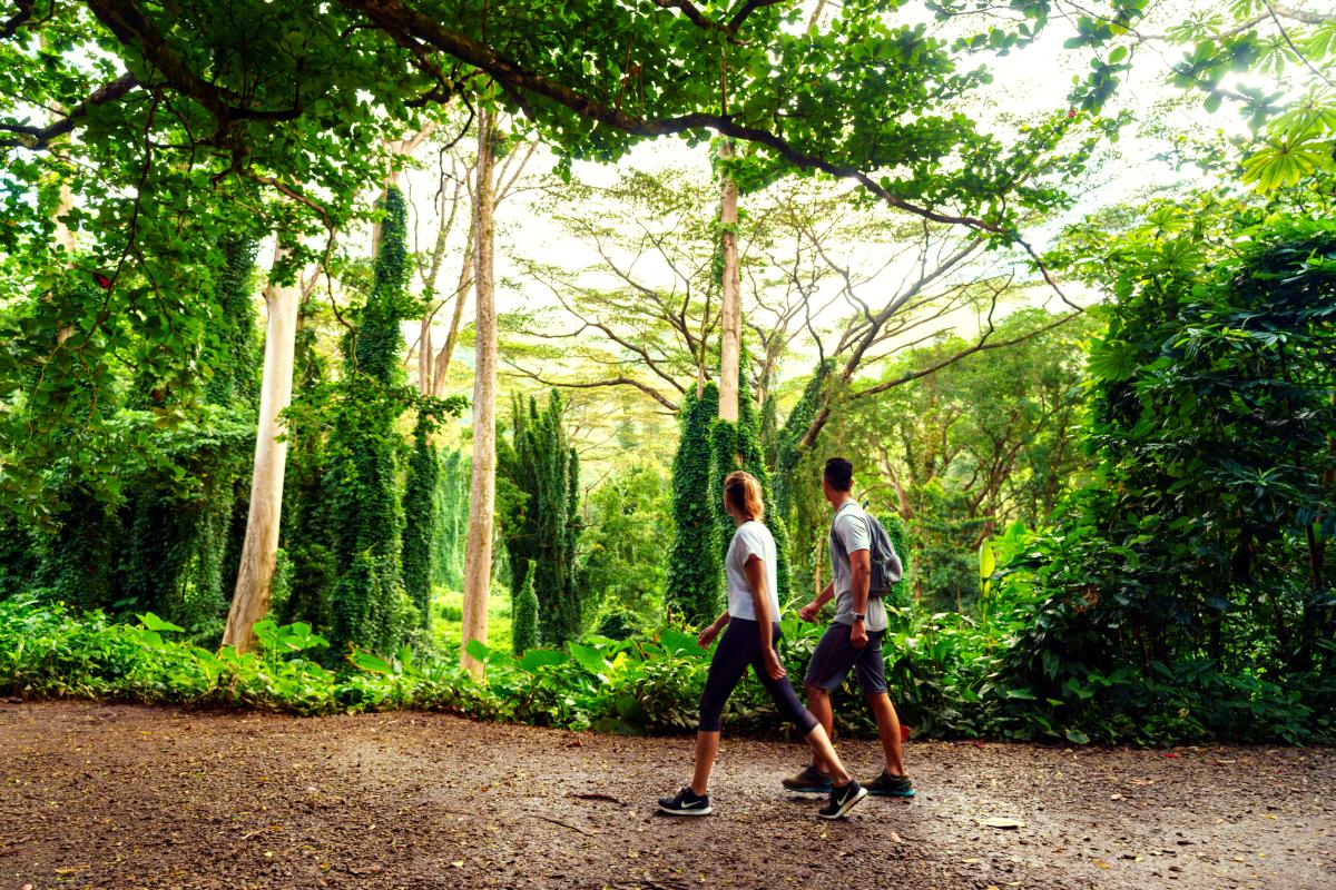 Oahu Forest