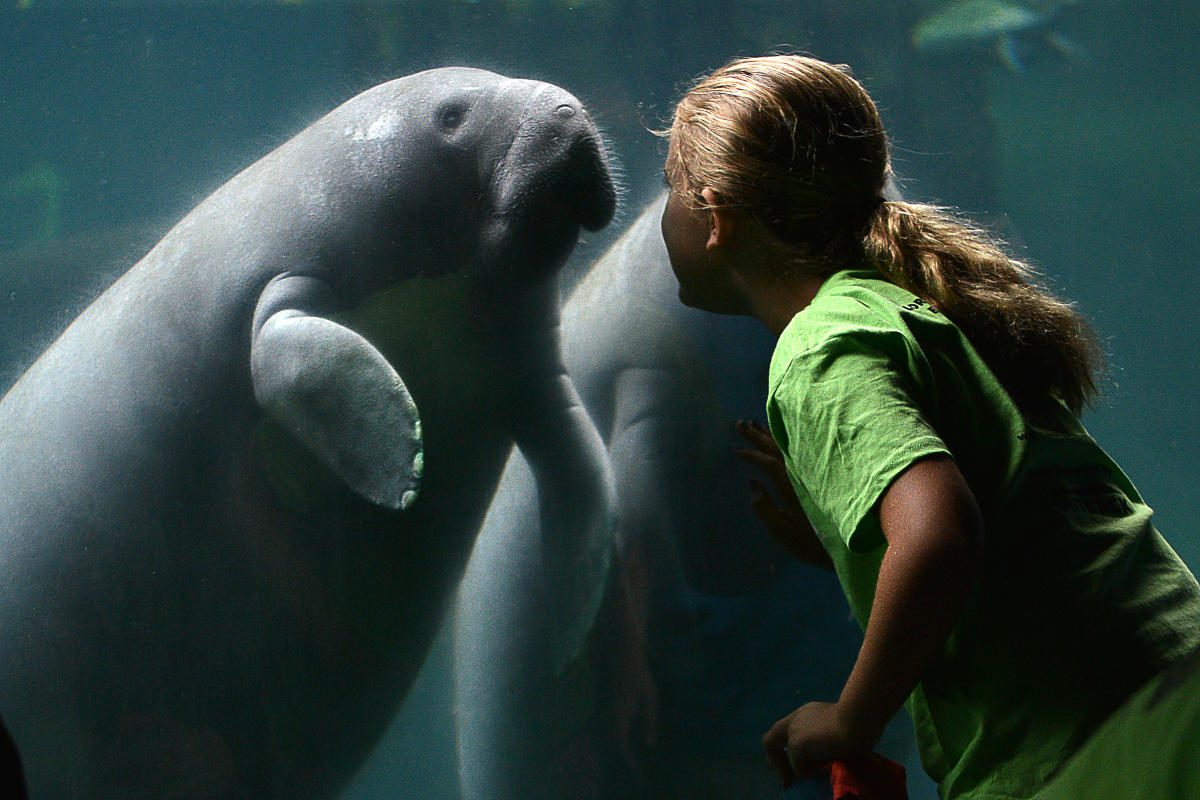 Manatee Lowry Park