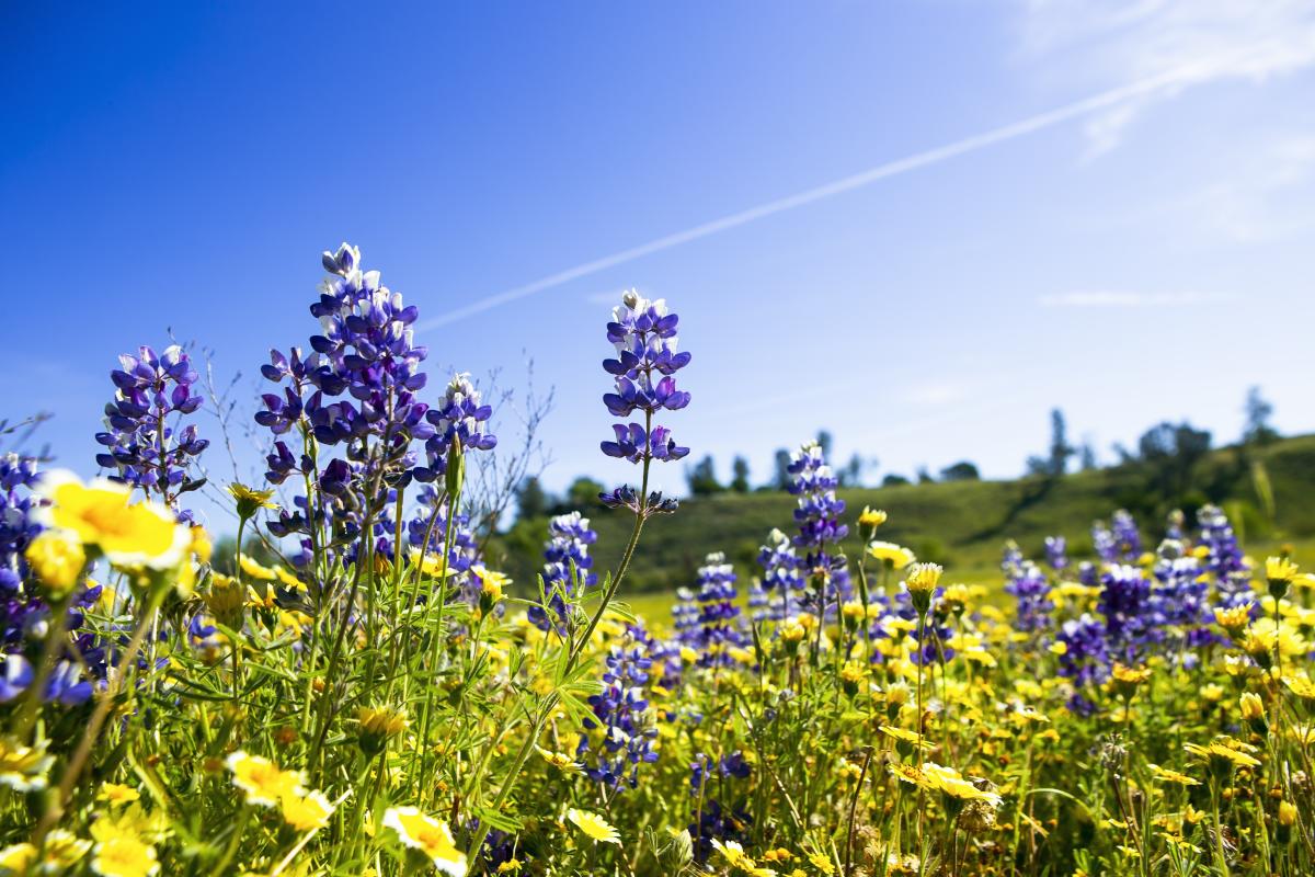 Superbloom